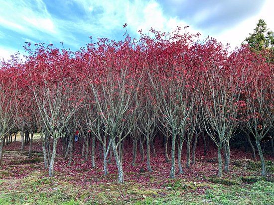ハンパドリ・ハンモン遺跡